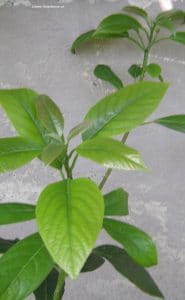 Blätter Avocadopflanze