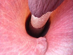 Amorphophallus Konjac - Teufelszunge, Blick in die Blüte