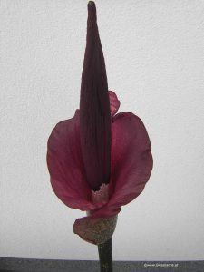 Amorphophallus Konjac - Teufelszunge, Blüte