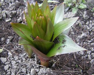 Kaiserkrone - Fritillaria imperialis - März