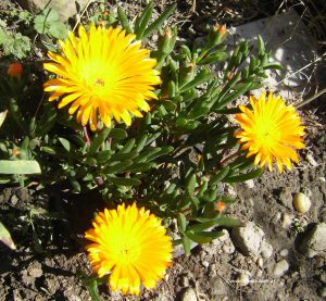 Mittagsblume - Mesembryanthemum Orange-Gelb