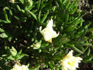 Mittagsblume - Mesembryanthemum am Vormittag
