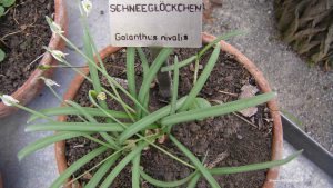 Schneeglöckchen - Galanthus nivalis