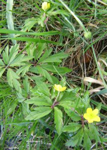 Winterlinge mit Blüte und Blättern