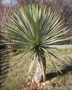 Yucca Rostrata im Februar