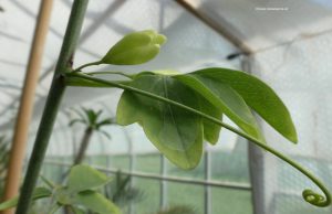 Adenia glauca Blüte