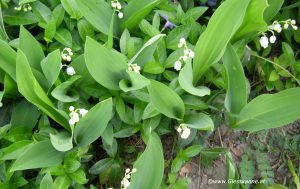 Maiglöckchen Blüte Ende April