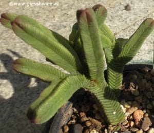 Crassula pyramidalis nahe