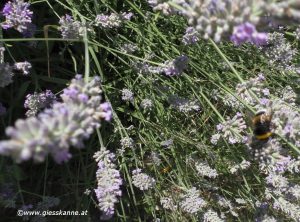 Lavendelblüten mit Hummel