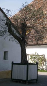 Olivenbaum im Kübel Schlosshof