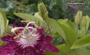 Passiflora lady margaret