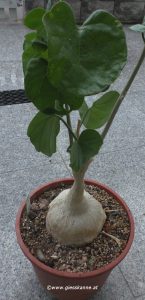 Pyrenacantha malvifolia Juli