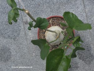 Pyrenacantha malvifolia