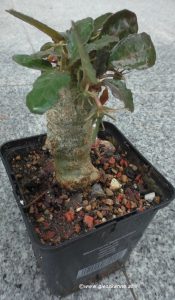 Dorstenia foetida