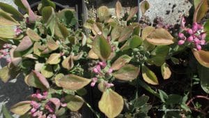 Euphorbia ritchiei / Monadenium ritchiei mit Blüte, August