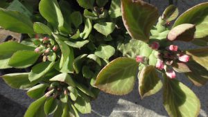 Monadenium bzw. Euphorbia ritchiei
