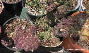 Euphorbia ritchiei, Monadenium ritchiei im Frühling mit Sonnenbrand