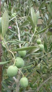 Oliven am Baum, September