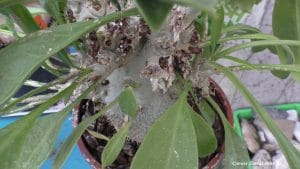 Ameisenpflanze - Hydnophytum