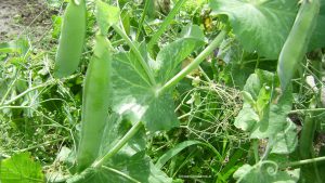 Erbsen mit Schoten im Juni