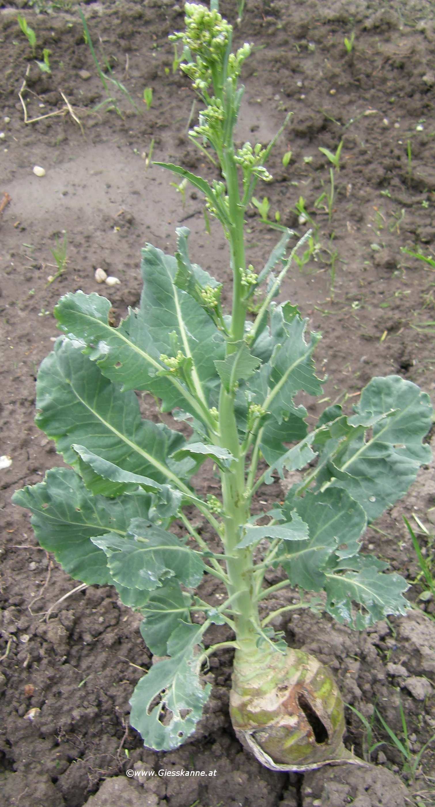 Kohlrabi – Giesskanne.at