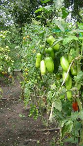 Tomaten Paradeiser im August
