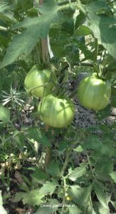 Ochsenherz Tomaten Paradeiser Juli