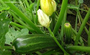 Zucchini mit Frucht Ende September