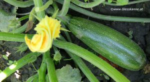 Zucchini Frucht Juni