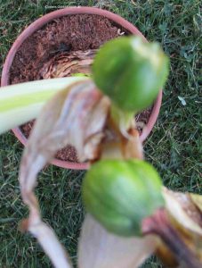 Amaryllis Ritterstern Kapseln mit Samen grün