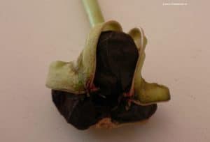 Samenkapsel Ritterstern Amaryllis