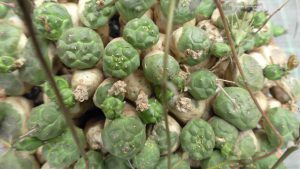 Euphorbia globosa nahe