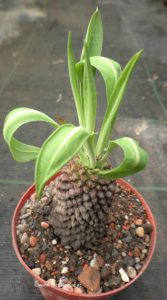 Euphorbia bupleurifolia