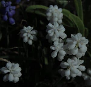 Weiße Traubenhyazinthen im April