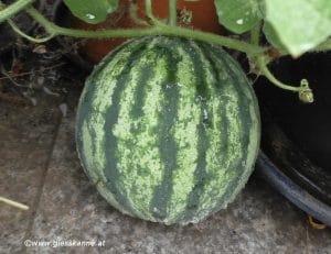 Wassermelone Ende Juli