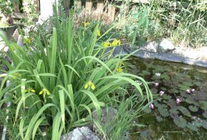 Sumpf-Schwertlilien am Gartenteich