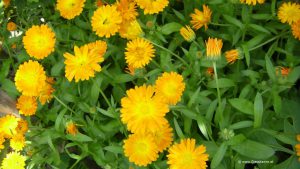 Ringelblumen - Calendula officinalis