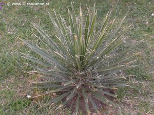 Yucca carnerosana im Garten