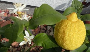 Zitronenblüte im Mai
