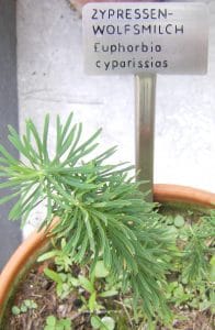 Zypressen-Wolfsmilch - Euphorbia cyparissias