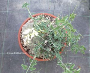 Adenia spinosa von oben