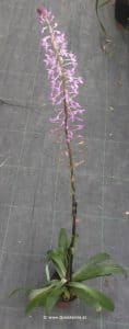 Stenoglottis longifolia mit Blüte