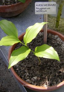 Auen-Weißwurz - Polygonatum latifolium