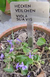 Hecken-Veilchen - Viola suavis