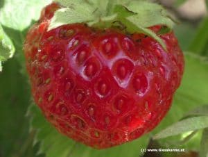 Erdbeere mit Nüsschen