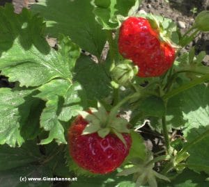 Erdbeeren - reife Früchte
