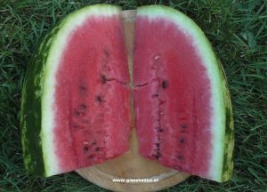 Wassermelone reif