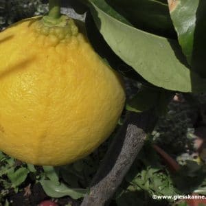 Bergamotte - Zitrusfrucht