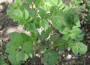 Junge Kartoffelpflanze Erdäpfelplanze