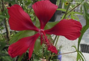 Blüte Hibiscus coccineus